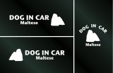 画像: ドッグステッカー『DOG IN CAR』マルチーズ 3枚組