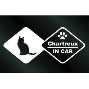 画像: キャットステッカー シャルトリュー IN CAR